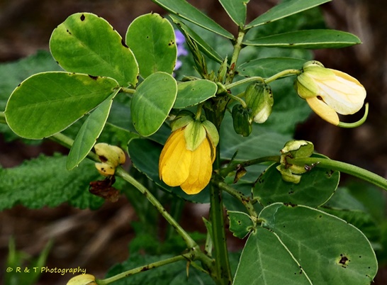 {Senna obtusifolia}